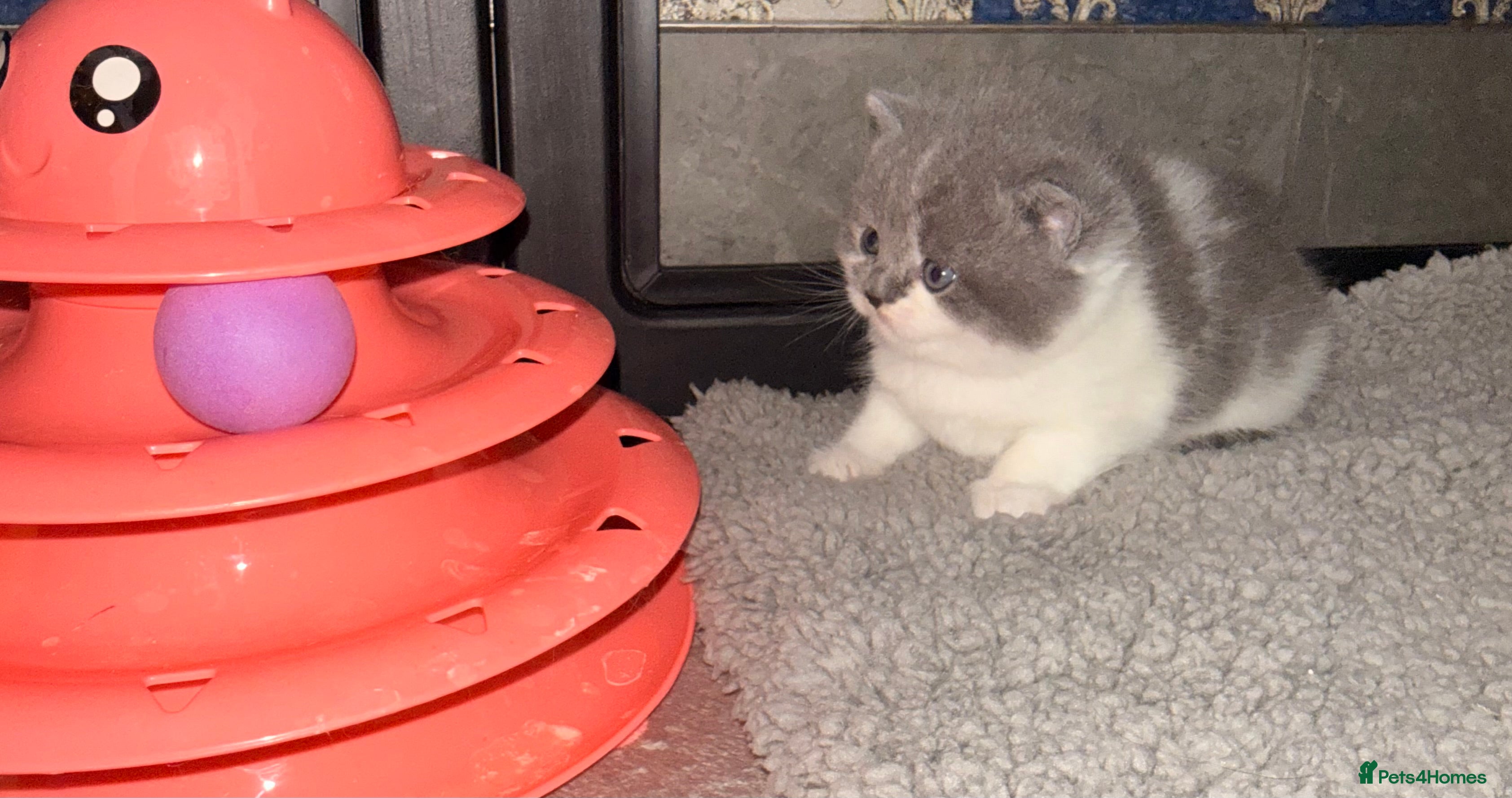 British Shorthair cats GCCF registered bi colour Male  - Advert 2