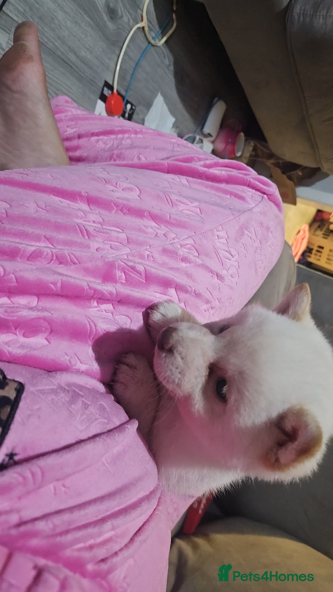 Japanese Shiba Inu dogs for sale: Japanese shiba Inu Puppy  - Advert 6