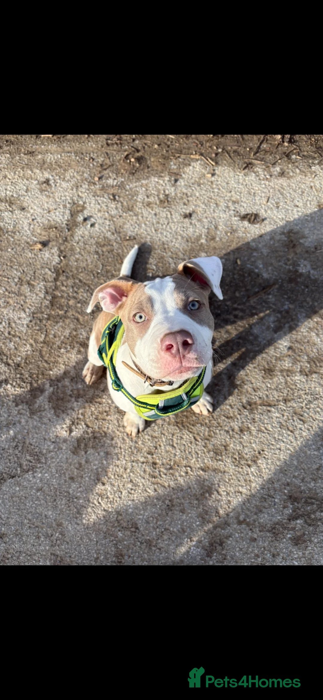 Olde English Bulldogge dogs for sale: Nova  - Advert 1