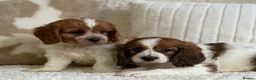 Cavapoochon dogs for sale: Beautiful Cavapoochon puppies  - Advert 1