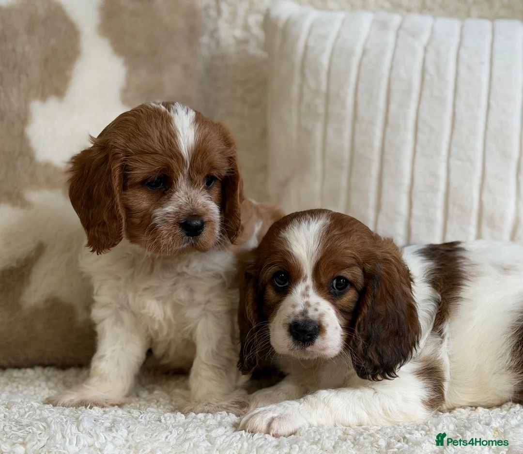 Cavapoochon dogs for sale: Beautiful Cavapoochon puppies  - Advert 1