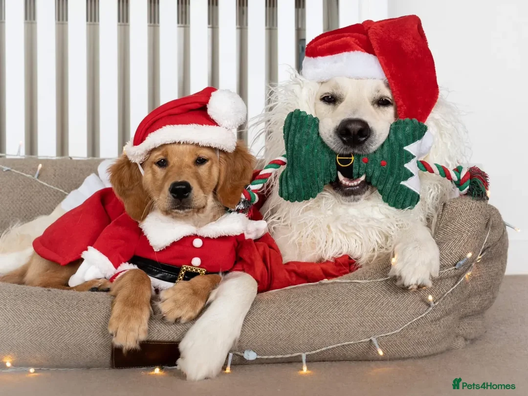 Golden Retriever dogs for stud: Kind, intelligent and loving therapy dog for stud - Advert 35