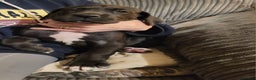 Great Dane dogs for sale: Only 2 beautiful Great Dane girls left. Ready now - Advert 28