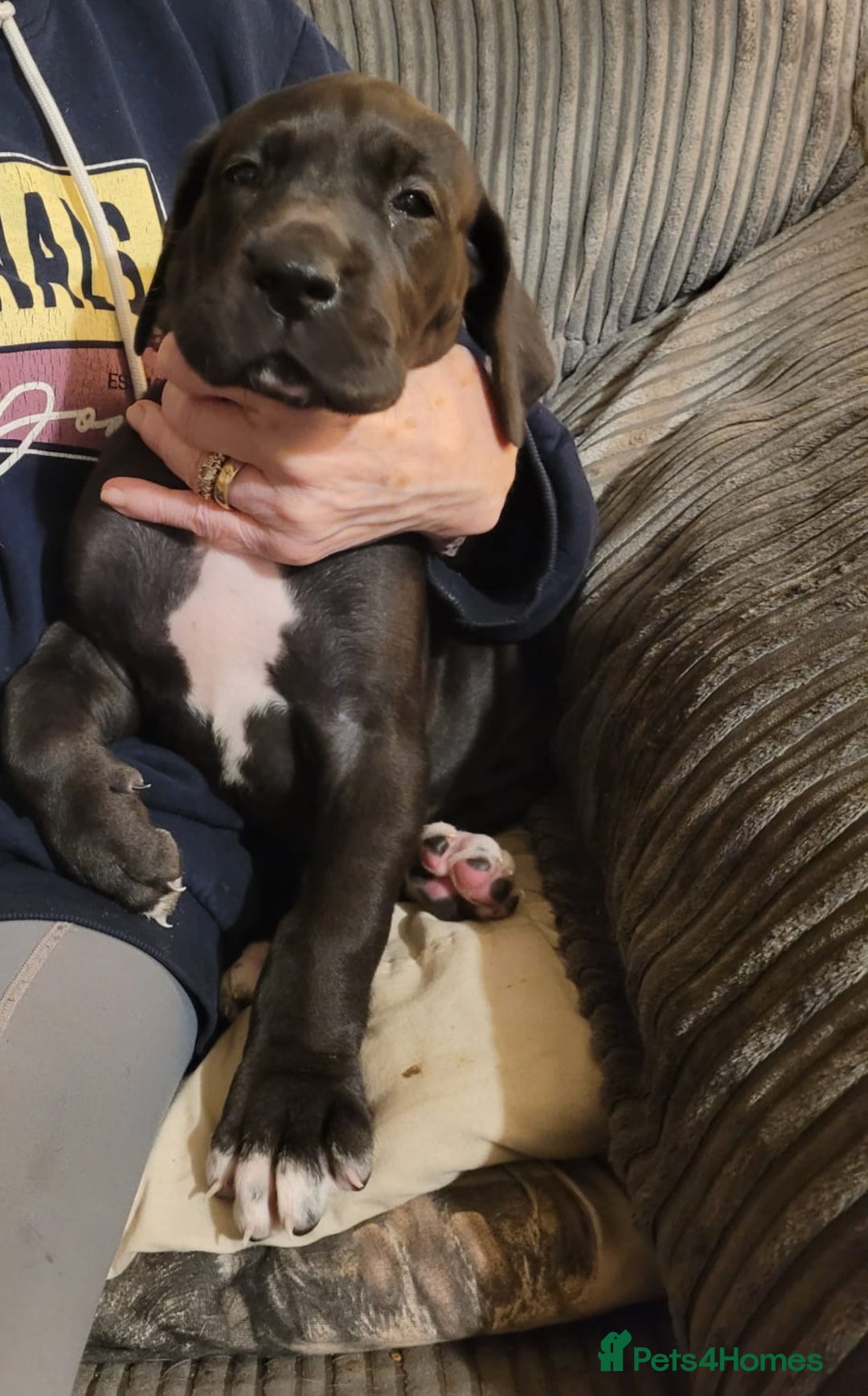 Great Dane dogs for sale: Only 2 beautiful Great Dane girls left. Ready now - Advert 28