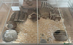 Gerbil rodents for sale: 2 male gerbils  - Image 2