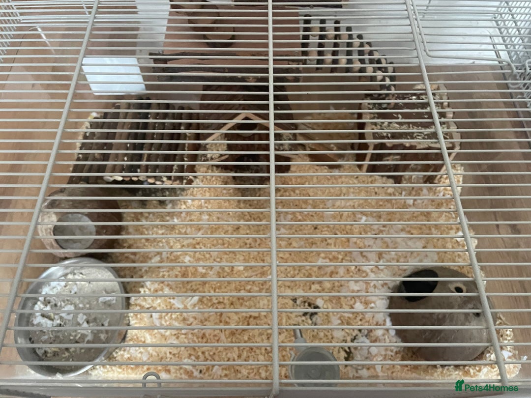 Gerbil rodents for sale: 2 male gerbils  - Image 2