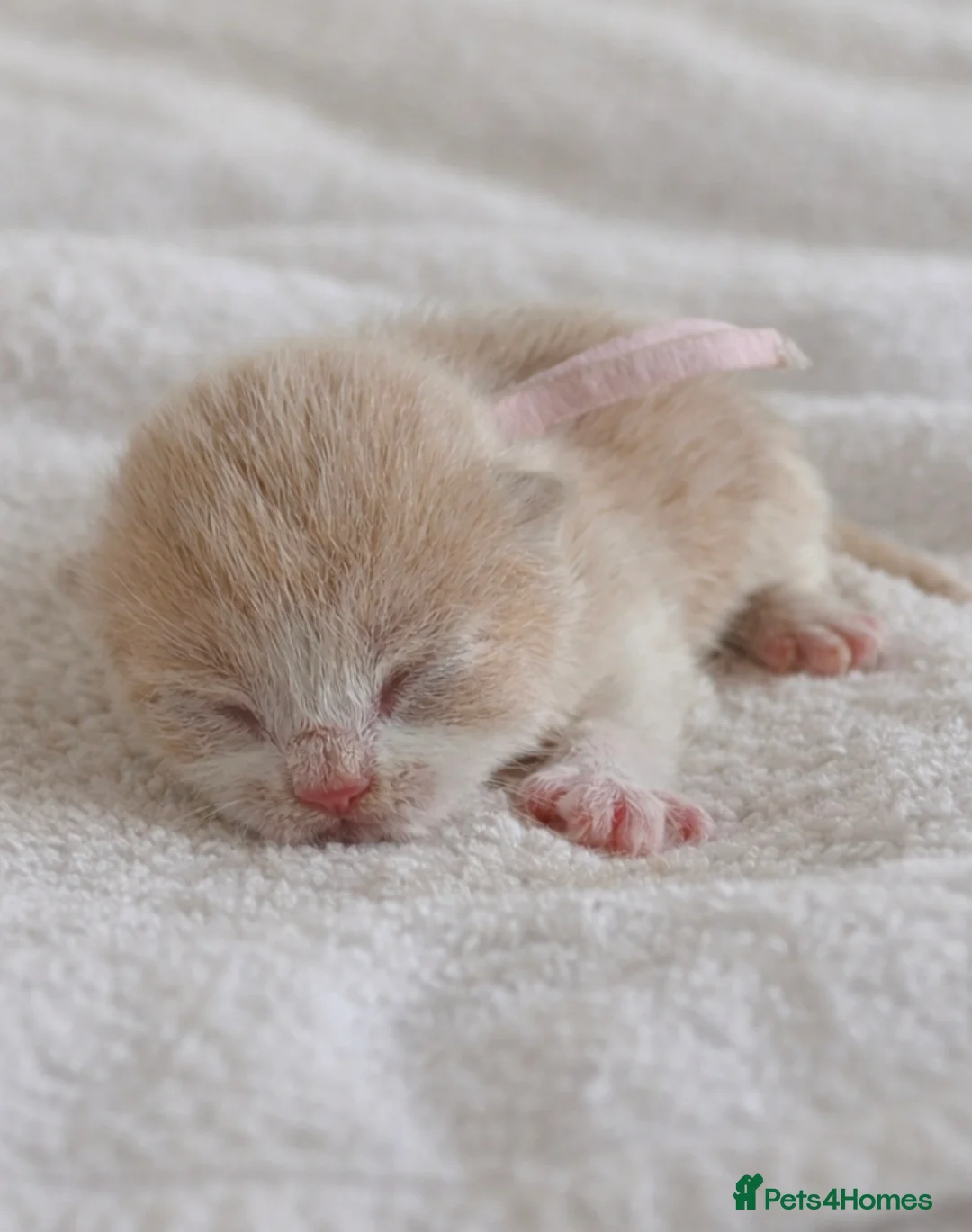 British Shorthair cats for sale: Top quality British shorthair kittens  🏆  - Advert 6
