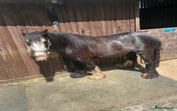 Irish Cob horses for sale: Peggy  - Image 5