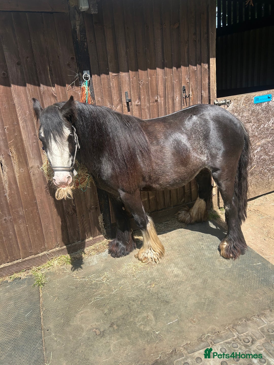 Irish Cob horses for sale: Peggy  - Image 5