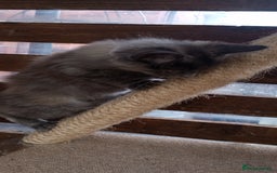 Mixed Breed cats for sale: Maicoon mix  - Image 7