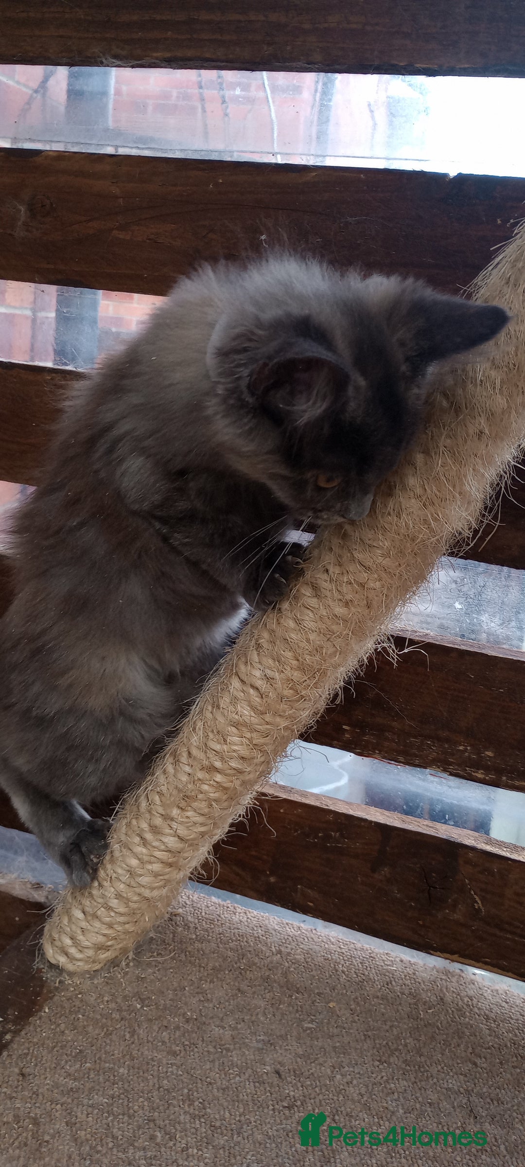 Mixed Breed cats for sale: Maicoon mix  - Image 7