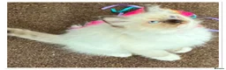 Ragdoll cats for sale: 6 cute pure breed Ragdoll kittens 2 boys 4 girls  - Advert 6