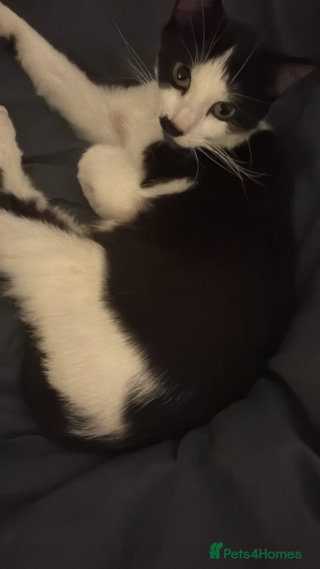 Domestic Shorthair cats for sale: athena  in Chislehurst - Advert 4