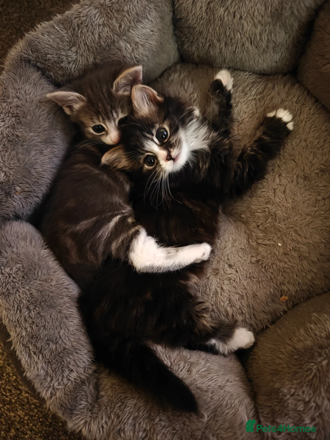Mixed Breed cats for sale: Cute and loving kittens looking for forever home. - Advert 2