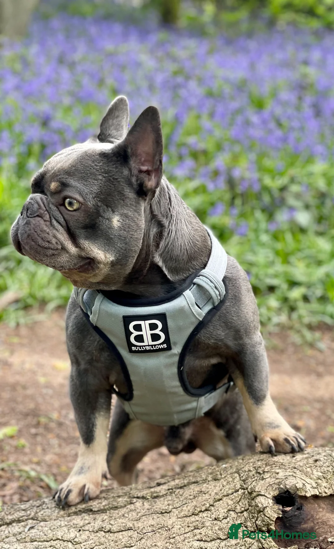 French Bulldog dogs for sale: Male French Bulldog Grey - Advert 4