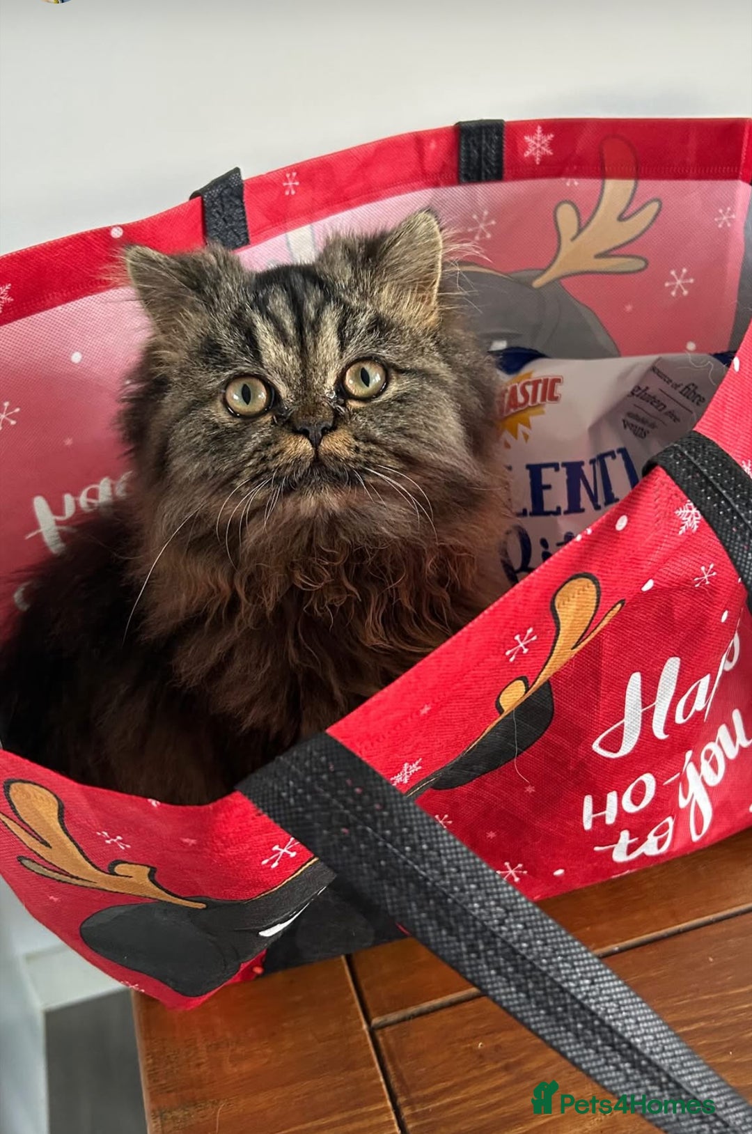 Persian cats for stud: Persian boy for stud duties  - Advert 3