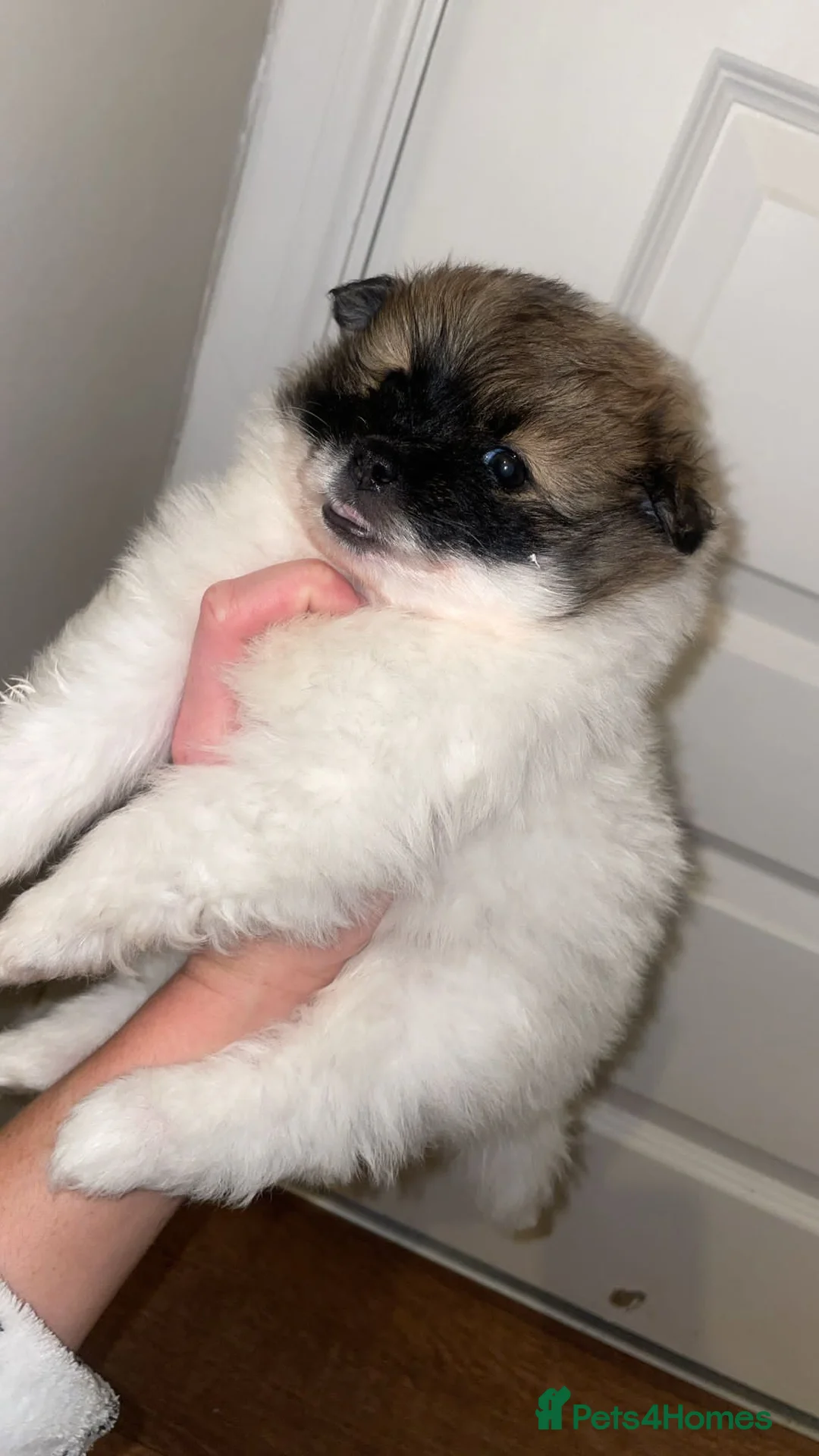 Mixed Breed dogs for sale: Pomeranian/ Aussie poms  - Advert 5