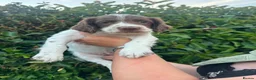 English Springer Spaniel dogs for sale: 2 male spaniel pups - Advert 4