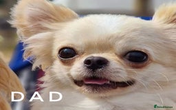 Chihuahua dogs for sale: KC qulity LC cream/white chihuahua puppies  - Image 14