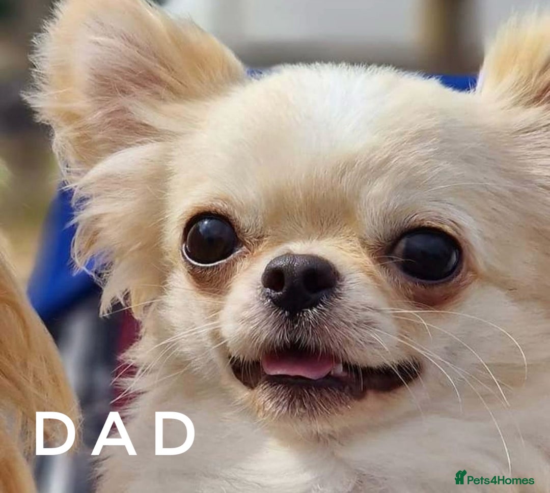 Chihuahua dogs for sale: KC qulity LC cream/white chihuahua puppies  - Image 14