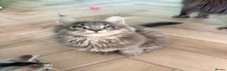 Maine Coon cats for sale: one left Tica registered mainecoon kittens - Advert 31