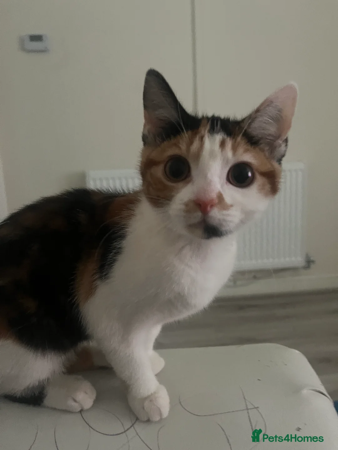 Domestic Shorthair cats for sale: Mila  - Advert 3