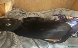 Domestic Shorthair cats for sale: 3 kittens for sale - Image 4