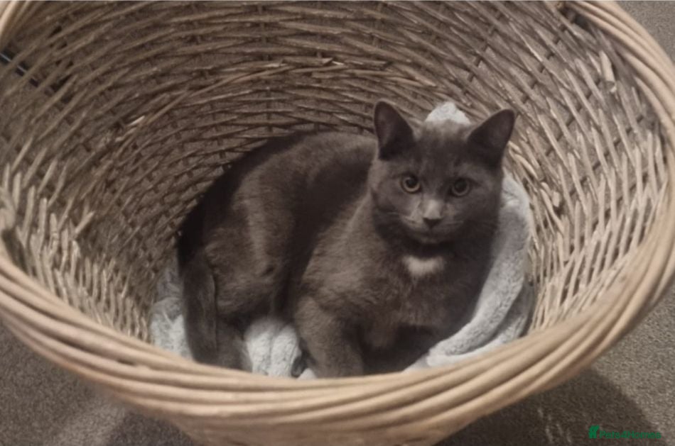Russian Blue cats Blue Russian mixed breed kittens - Advert 1