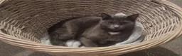 Russian Blue cats for sale: Blue Russian mixed breed kittens - Advert 1