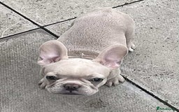 French Bulldog dogs for sale: Beautiful non kc female  - Image 10