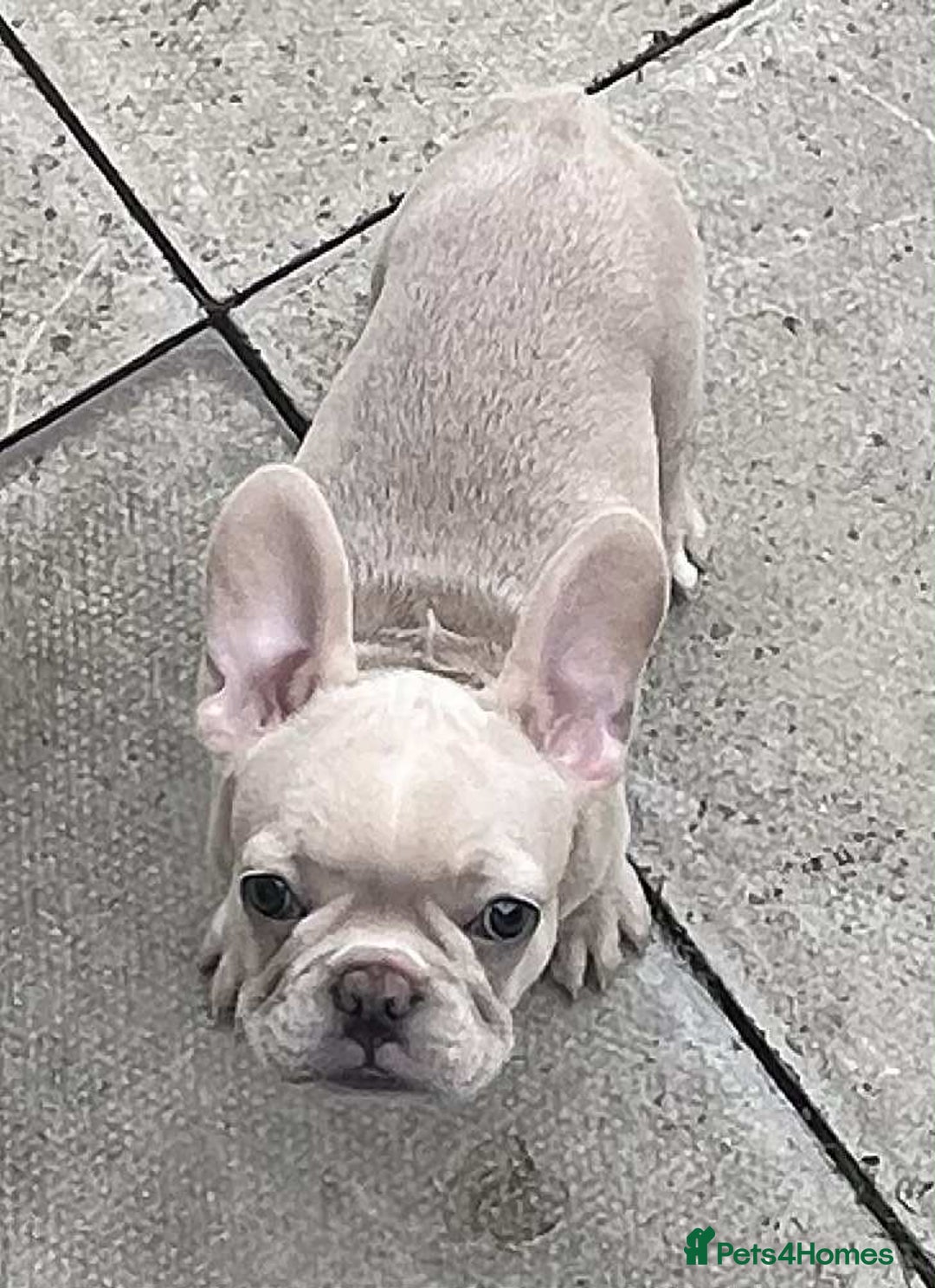 French Bulldog dogs for sale: Beautiful non kc female  - Image 10