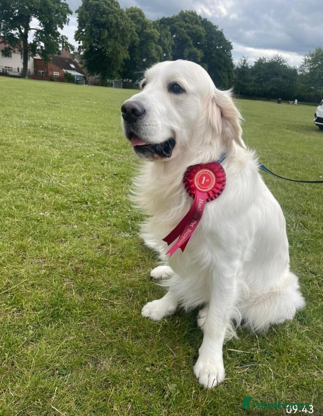 Golden Retriever dogs for sale: Golden retriever pupies  - Image 9
