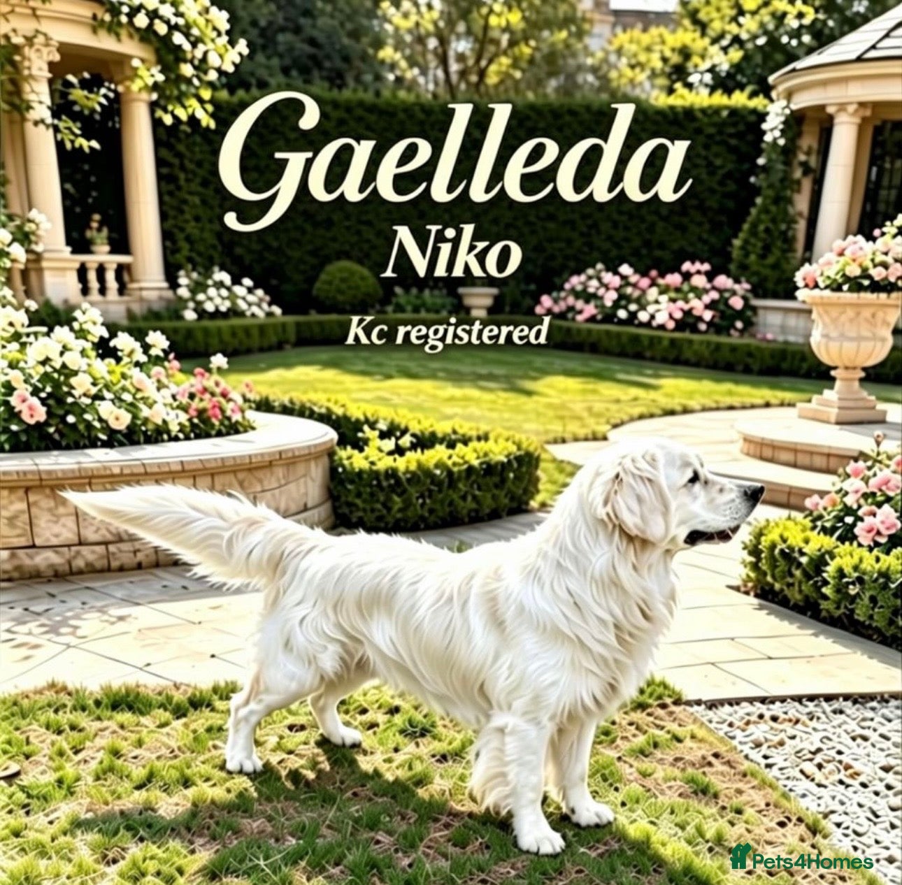 Golden Retriever dogs Golden retrievers  - Advert 1