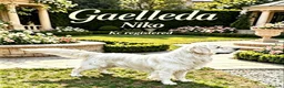 Golden Retriever dogs for sale: Golden retrievers  in Swanley - Advert 1
