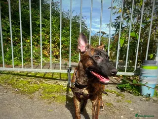 Belgian Shepherd Dog dogs Herder puppies x (working lines) - Advert 6