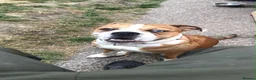 Alapaha Blue Blood Bulldog dogs for stud: Looking for a stud for my female in Barnsley - Advert 4