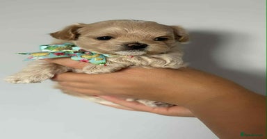 Maltipoo dogs - Advert 5