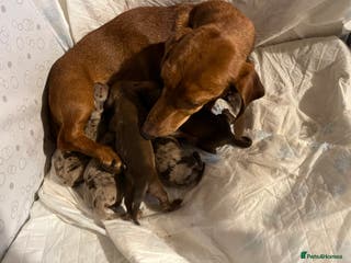 Miniature Dachshund dogs Miniature dachshund puppies - Advert 2