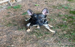 Mixed Breed dogs for sale: Finding Our Beloved Girl Her Forever Home - Image 1