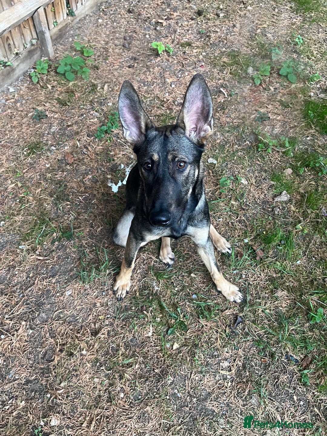 Mixed Breed dogs for sale: Finding Our Beloved Girl Her Forever Home - Image 1