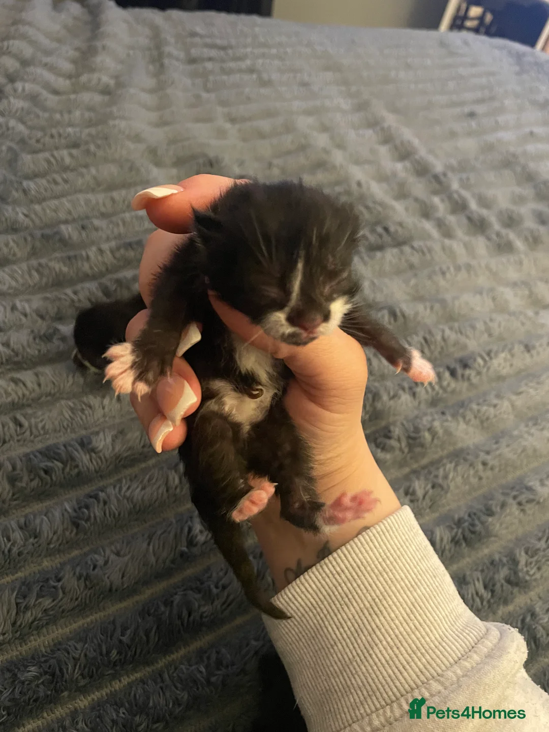 Mixed Breed cats for sale: Special little babies  - Advert 2