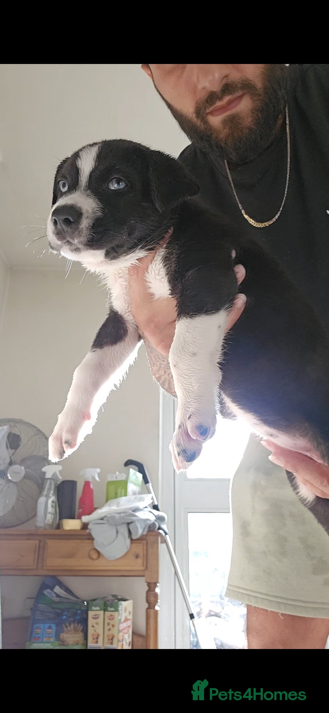 Mixed Breed dogs for sale: siberian husky cross cane corse and stuffy - Image 5