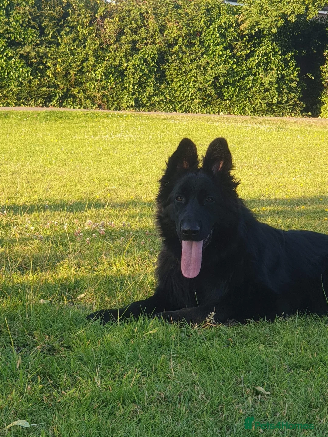 German Shepherd dogs for stud: A’Kayser Candyhaus in Cheadle - Advert 2