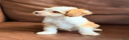 Tibetan Terrier dogs for sale: Beautiful Kc Registered Tibetan Terrier Puppies - Advert 5