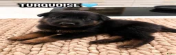 German Shepherd dogs for sale: Exceptional German Shepherd Puppies  - Advert 6