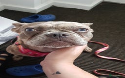 French Bulldog dogs for sale: Dottie french Bulldog - Image 4