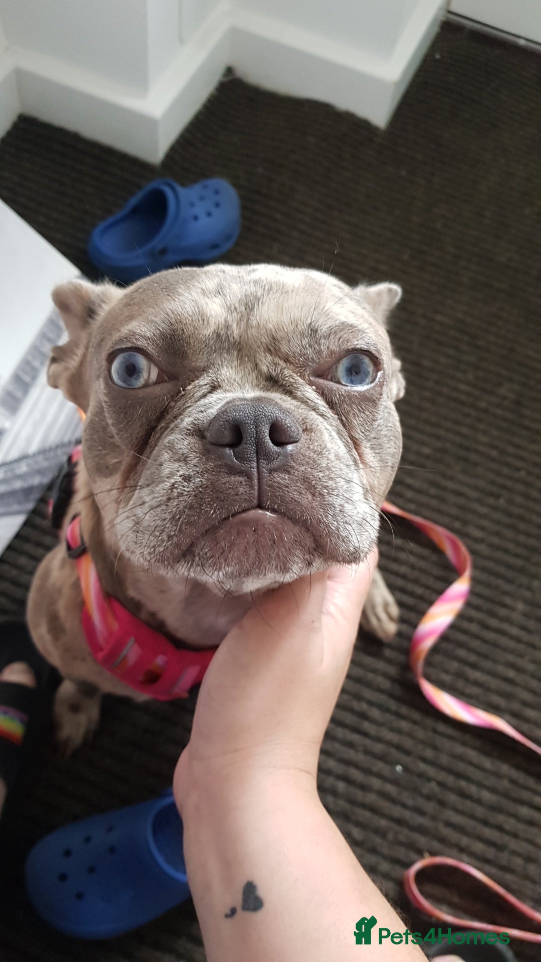 French Bulldog dogs for sale: Dottie french Bulldog - Image 4
