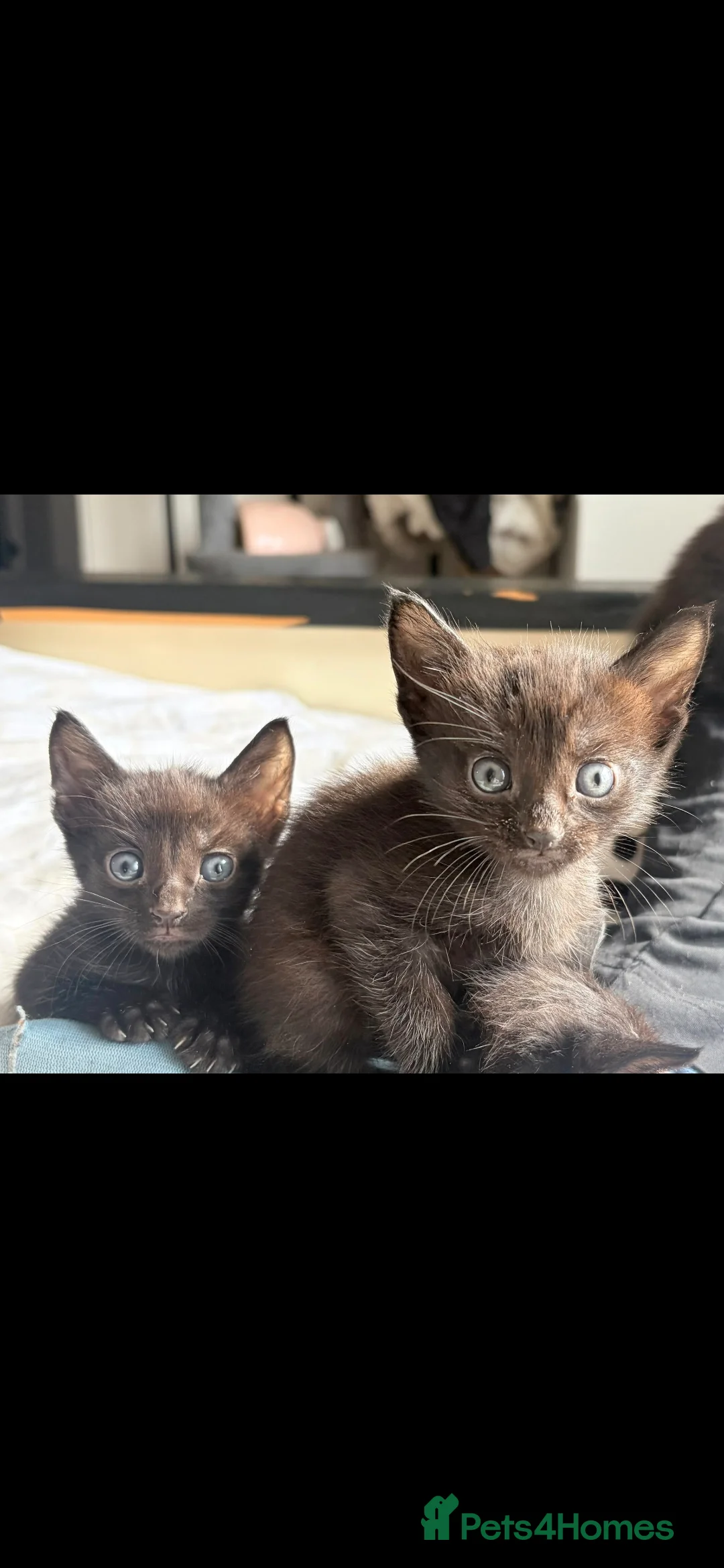 Mixed Breed cats for sale: Kittens  - Advert 2