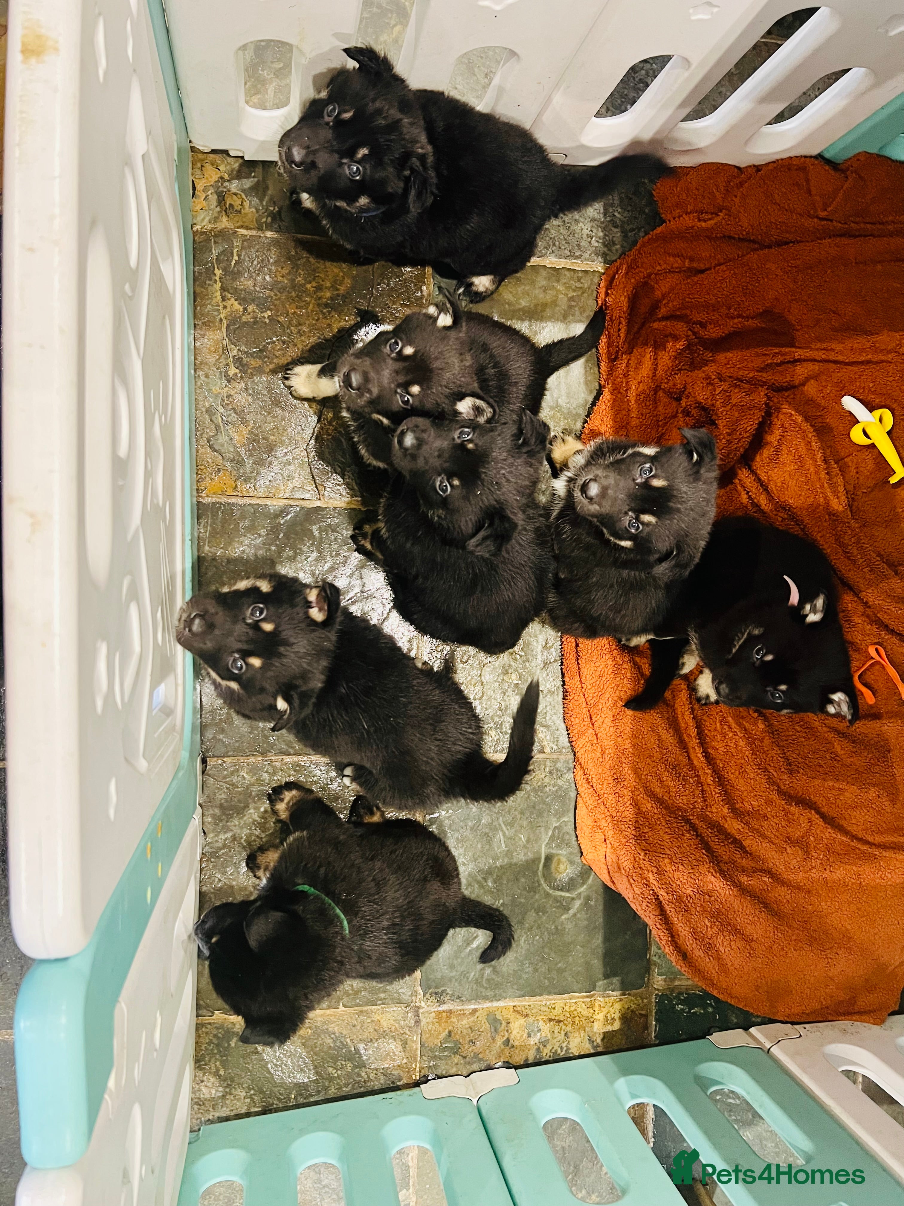 Mixed Breed dogs German Shepherd/Alaskan Malamute Puppies - Advert 3