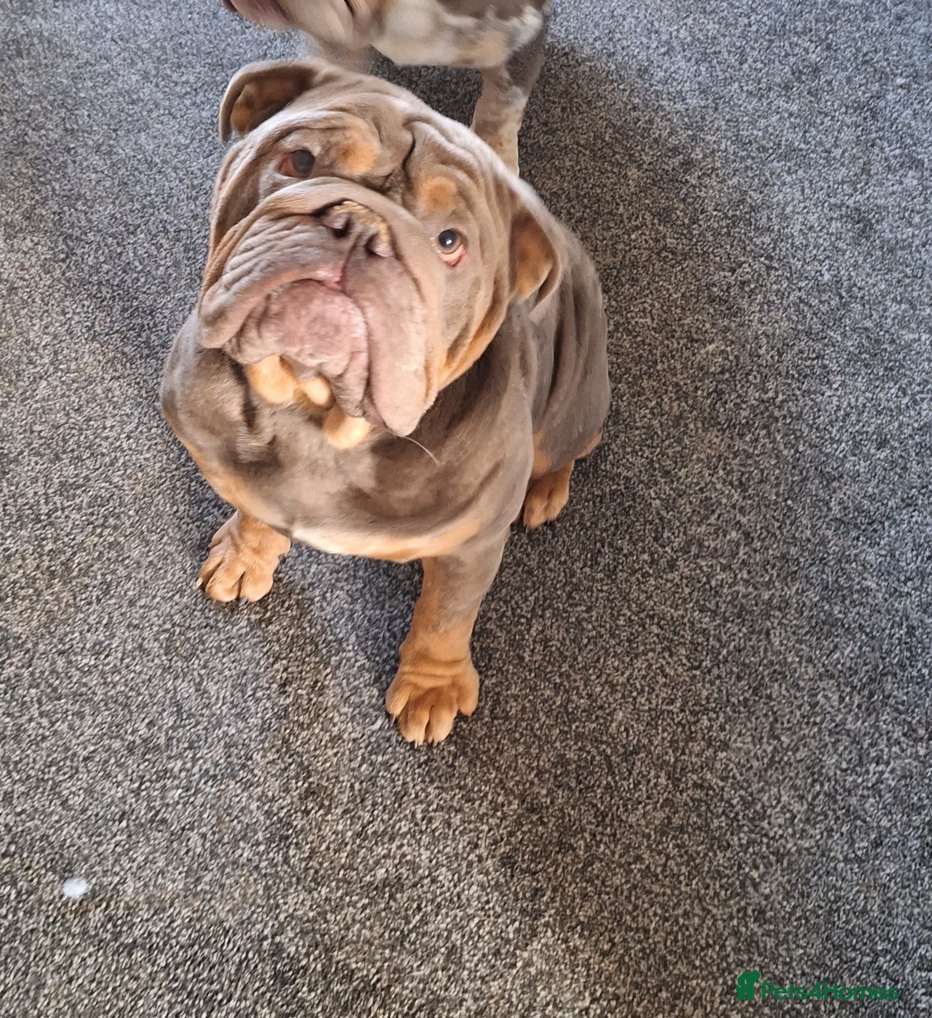 English Bulldog dogs English bulldog 3 years old - Advert 2
